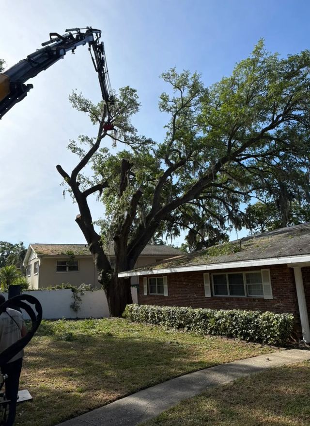 Knuckle-boom crane lifting a cut limb out of a large oak in a front yard