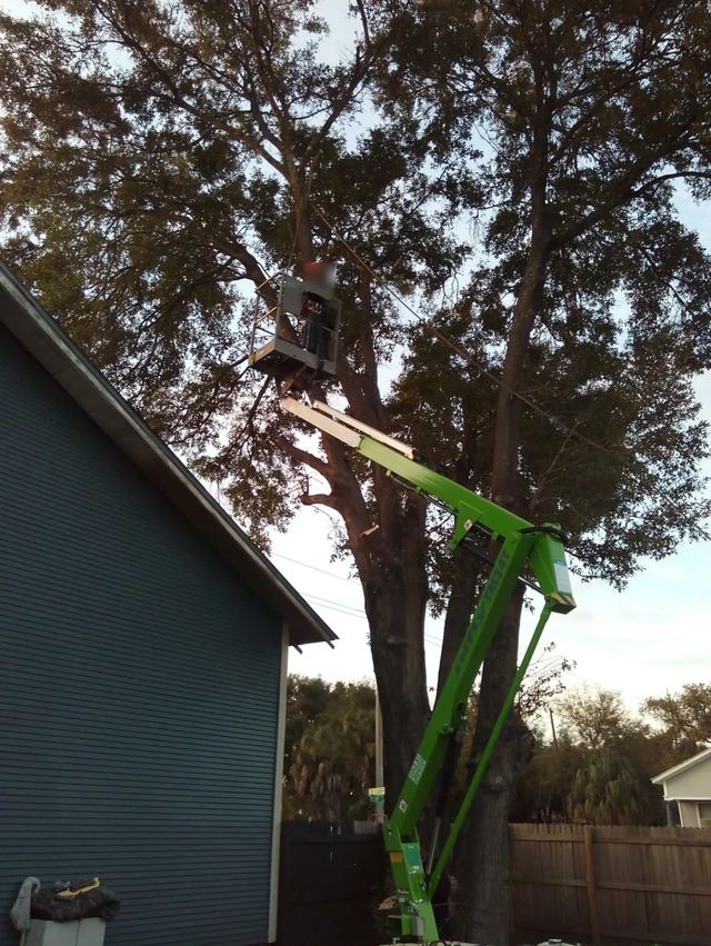 Green lift with a work platform raised into a tall tree next to a two-story house