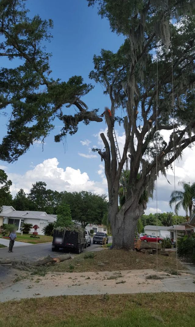Large oak with Spanish moss being taken down beside a neighborhood street, with a crew truck and trailer parked nearby