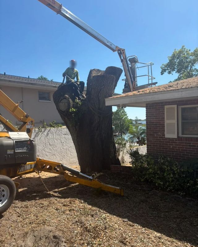 Crew member on top of a large oak trunk being cut down in sections, with a lift beside the house