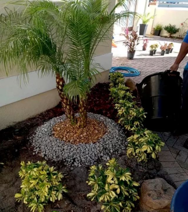 Newly planted palm in a ring of gravel and mulch, with yellow-leaf shrubs around it