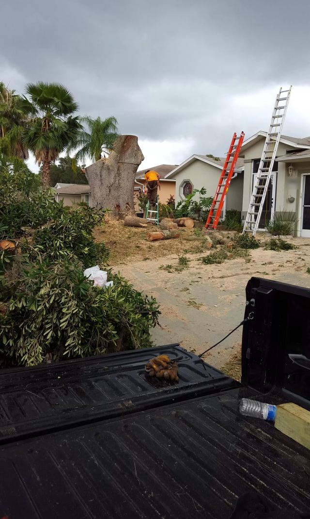 Pickup truck beside a pile of cut branches, with a large trunk and two ladders behind it