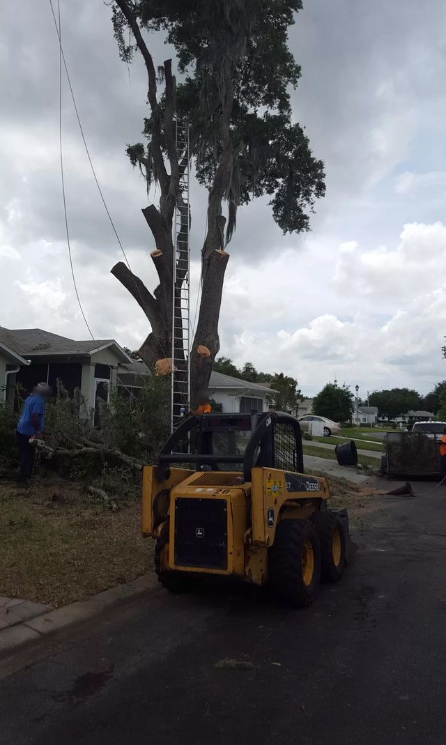 Skid steer in the street while the crew takes down a tall tree in sections