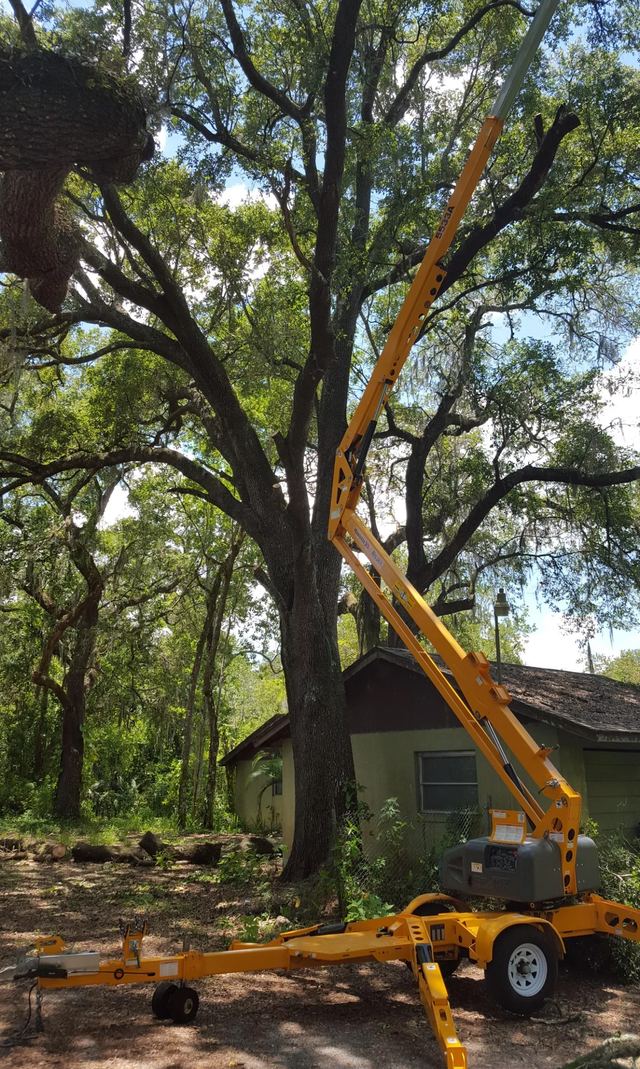 Yellow towable lift raised into the canopy of a large oak beside a small house
